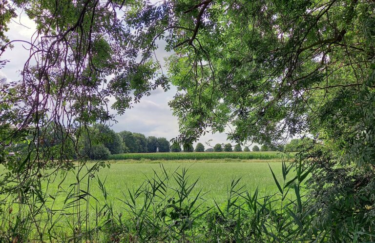 Doorkijk vanuit het bos naar een open groen veld, symbool voor de overgang van stilstand naar beweging.